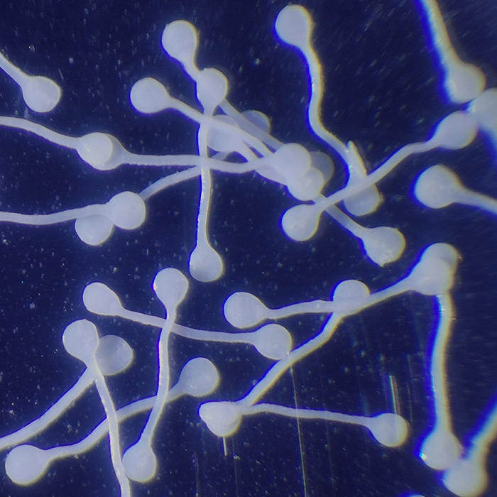 微缩文(wén)字纤维