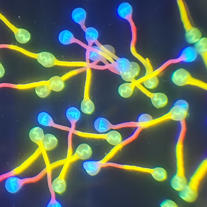 微缩文(wén)字纤维