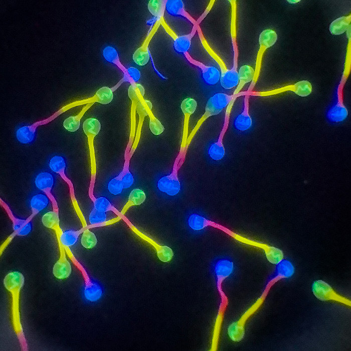 微缩文(wén)字纤维